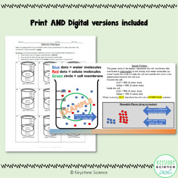 Osmosis Diffusion Differentiated Practice Worksheet Printable & Digital Version